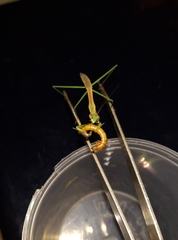 Tenodera