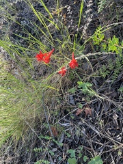 Delphinium nudicaule
