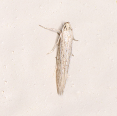 Haplochrois bipunctella