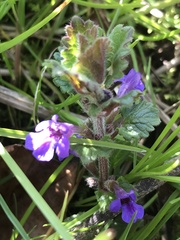 Glechoma hederacea