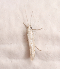 Haplochrois bipunctella