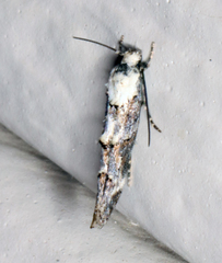 Mompha rufocristatella