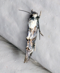 Mompha rufocristatella