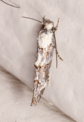Mompha rufocristatella