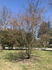 Carpinus japonica