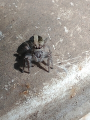 Megafreya sutrix