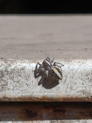 Megafreya sutrix