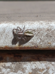 Megafreya sutrix
