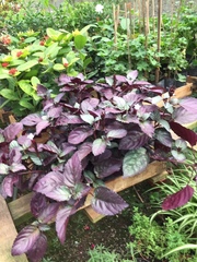 Hemigraphis alternata