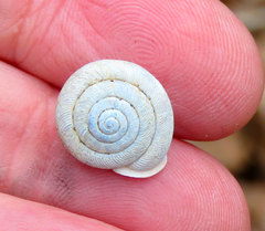 Triodopsis tridentata