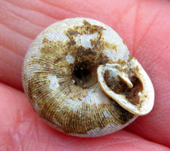 Triodopsis tridentata