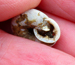 Triodopsis tridentata