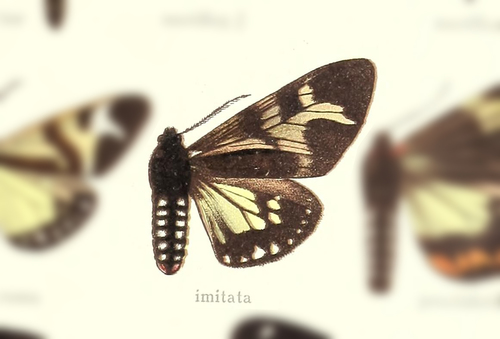 Dysschema imitata