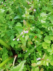 Epilobium alsinifolium