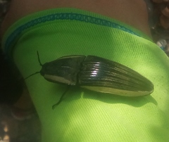 Chalcolepidius lafargi