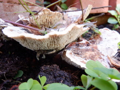 Polyporales