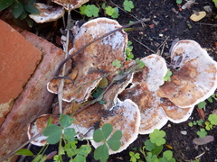 Polyporales
