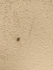 Menemerus semilimbatus