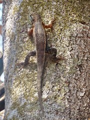 Sceloporus horridus