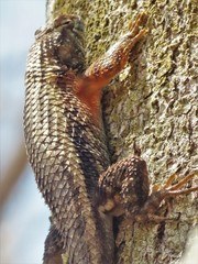 Sceloporus horridus