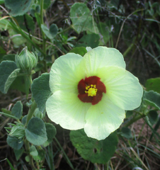 Pavonia senegalensis
