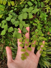 Adiantum tenerum