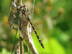 Cordulegaster bilineata