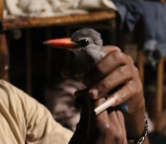 Halcyon senegaloides