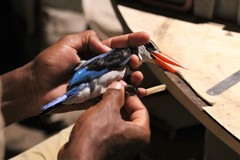 Halcyon senegaloides