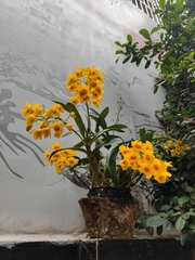 Dendrobium chrysotoxum