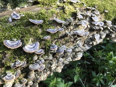 Trametes versicolor