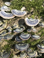 Trametes versicolor