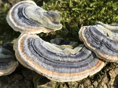 Trametes versicolor