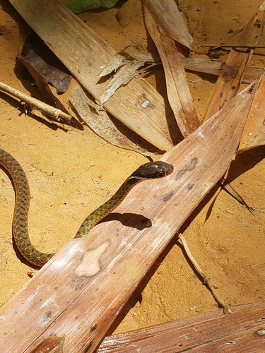 Specklebelly Keelback, Rhabdophis chrysargos