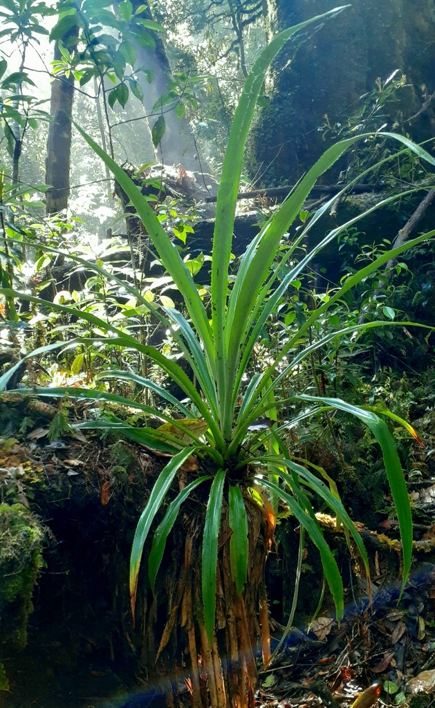Greigia rohwederi