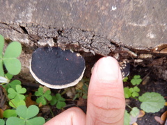 Polyporales