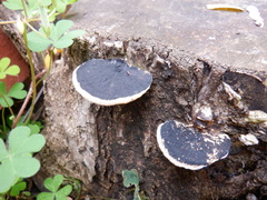 Polyporales
