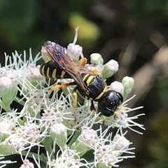 Ectemnius decemmaculatus