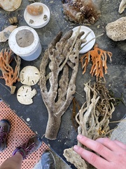 Axinella polycapella