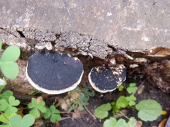 Polyporales