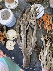 Axinella polycapella