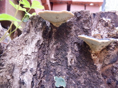 Polyporales