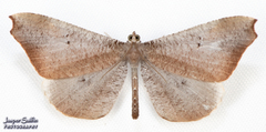 Macrosoma rubedinaria
