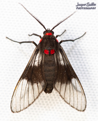 Pseudomya melanthoides