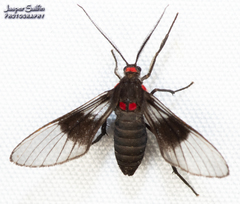 Pseudomya melanthoides