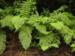 Cyathea microdonta