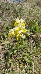 Orchis pauciflora