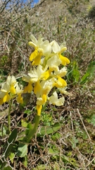 Orchis pauciflora