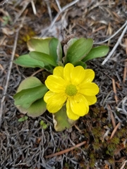 Ranunculus glaberrimus