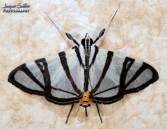 Conchylodes nolckenialis